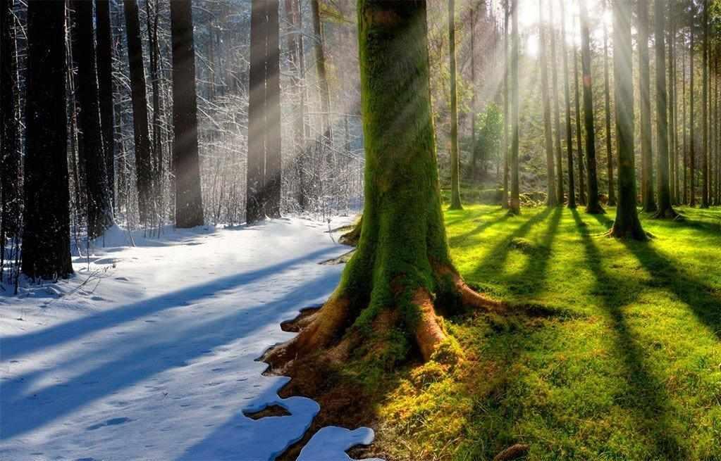 дерево зимой и летом